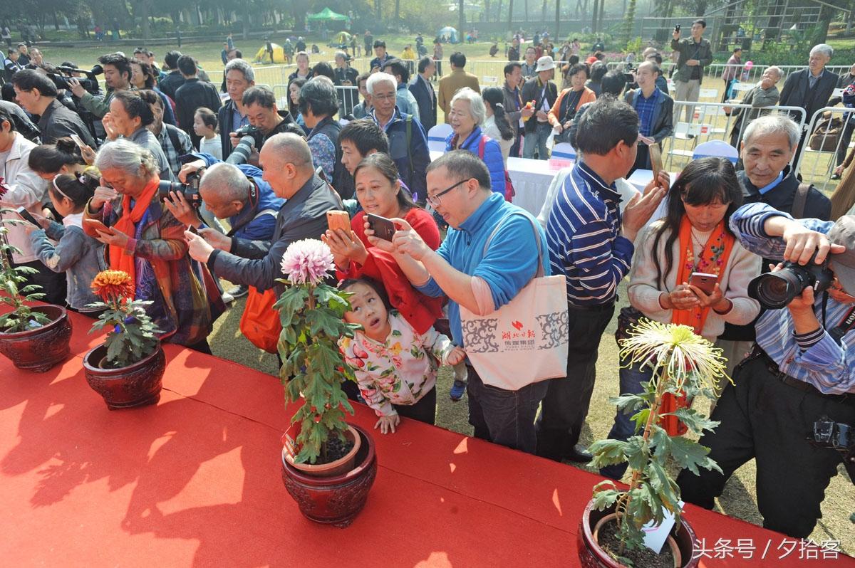 状元红高手全集免费观看,掌握最新开奖动态,赢取超值奖金