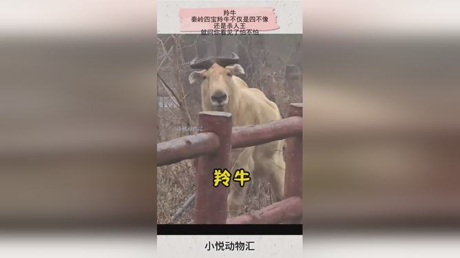 四不像是哪四个不像,精彩瞬间即将揭晓,锁定直播赢好礼