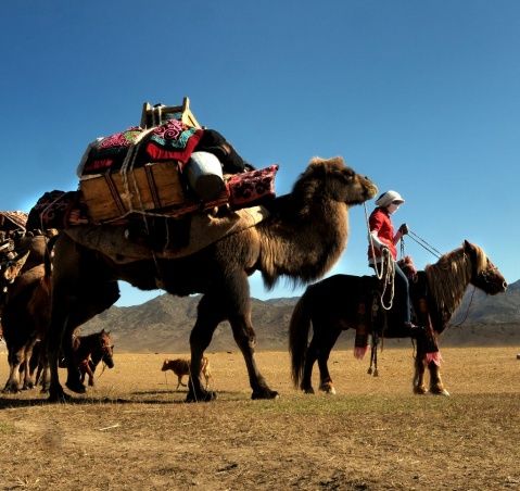澳门大三巴河南雨,谜底揭晓生肖虎,瘦弱骆驼依旧强过马