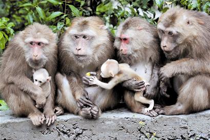 600图库兔费2026,探索神秘动物世界,解锁智慧与乐趣