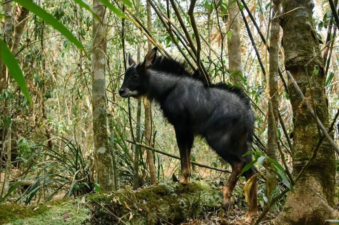 香港四不像,轻松掌握技巧,提升猜谜乐趣