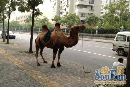 大众网官方澳门香港网,谜底揭晓生肖虎,瘦弱骆驼依旧强过马