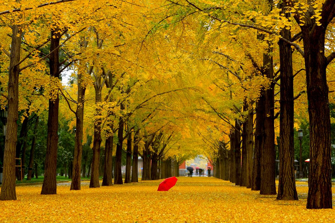 芳草地正版资料免费大全全面释义,参与赢大奖,解锁趣味谜题,享受智慧挑战