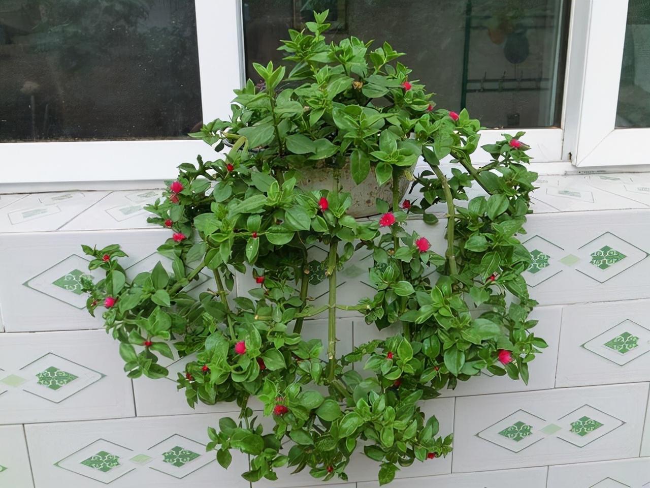 大三巴一肖一马一特l000,了解最新数据,掌握实用技巧