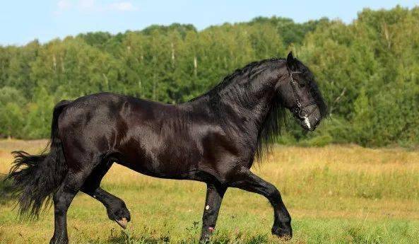 新奥马出的什么,精彩看点抢先揭秘,不容错过的开奖盛宴