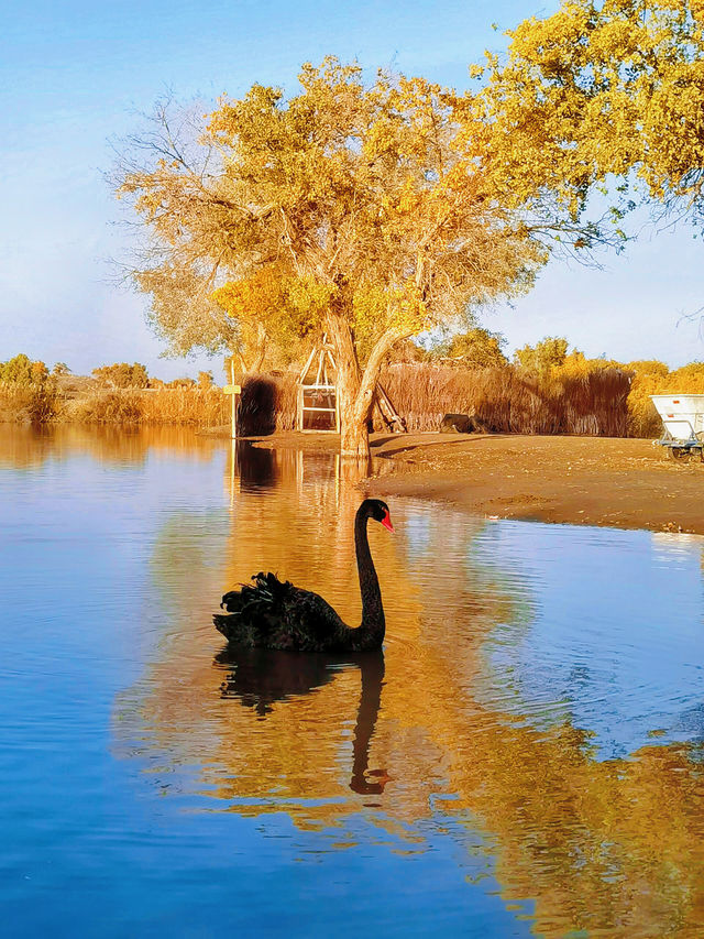 新澳一肖一码一特预测,探索澳门文化遗产,感受独特魅力