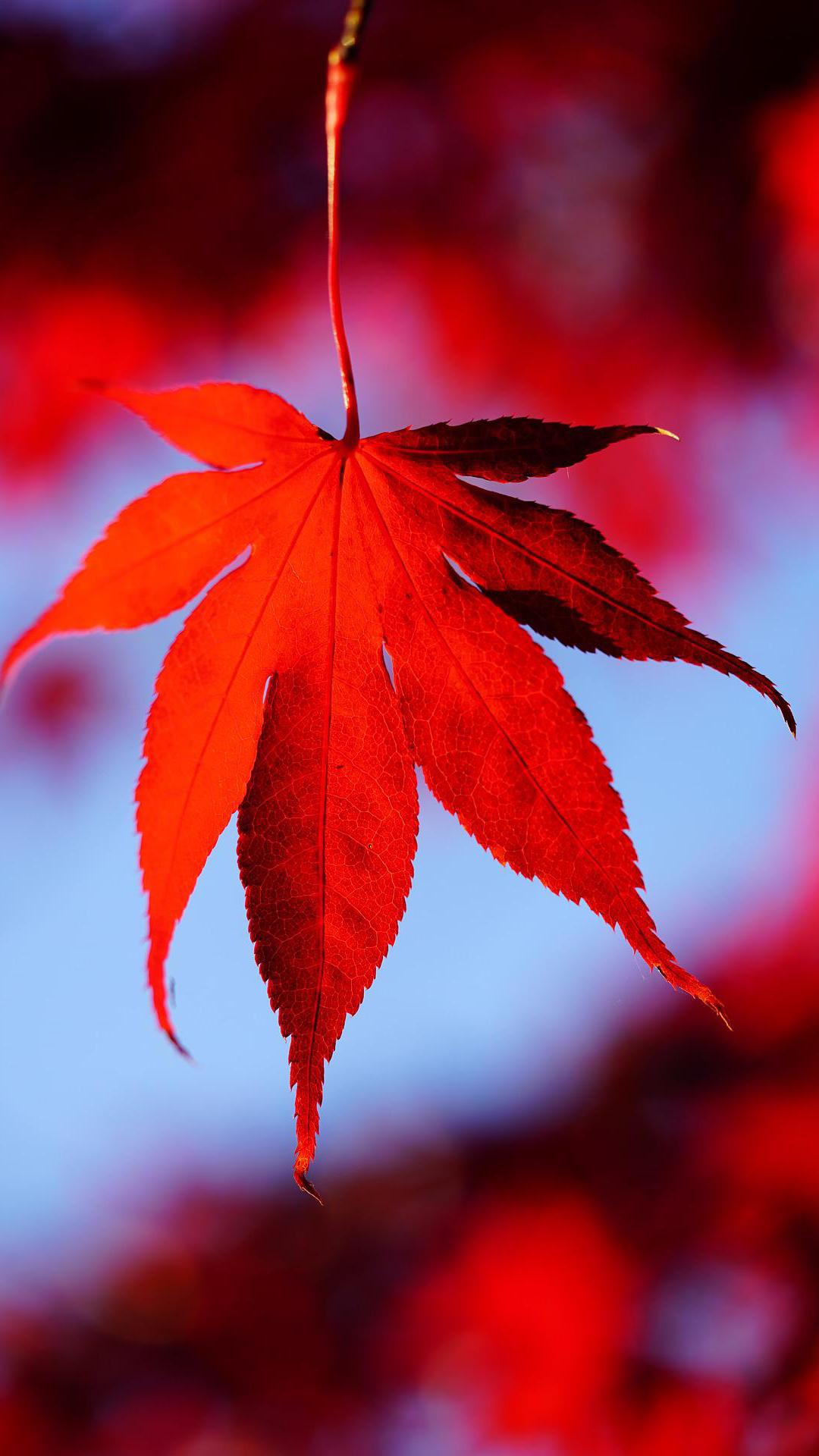 一点红免费公开大资料,精准预测分析,助您轻松掌握开奖动态