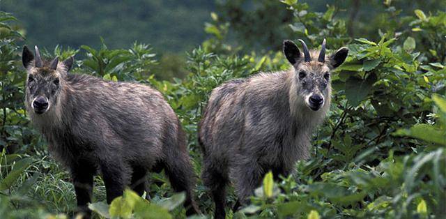 香港四不像,轻松掌握技巧,提升猜谜乐趣