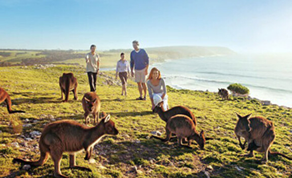 状元红高手全集免费观看,探索澳洲新西兰,体验绝美自然风光与独特文化