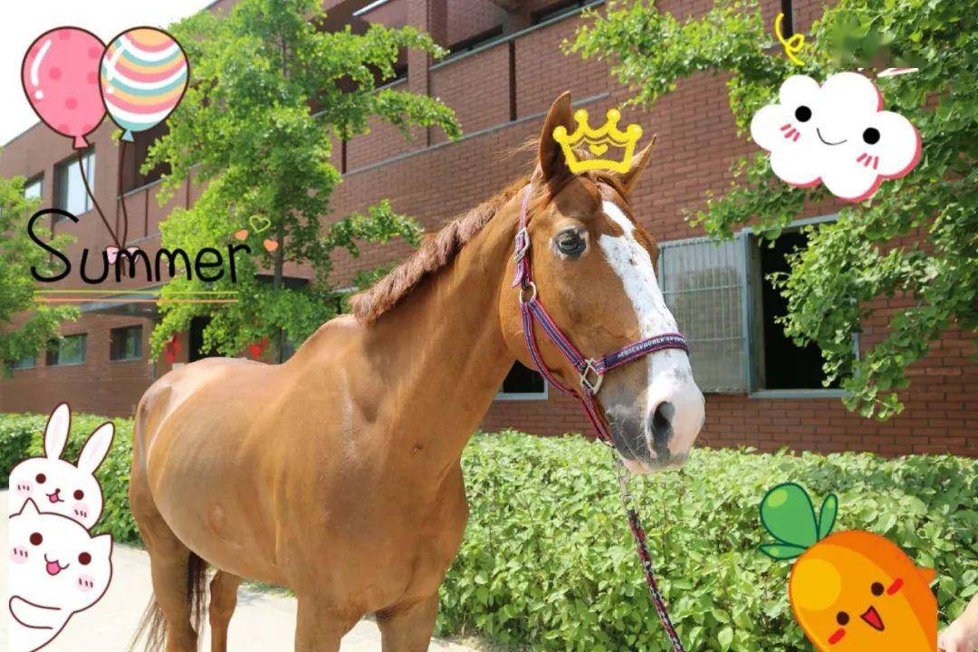 新奥马出的什么,精彩看点抢先揭秘,不容错过的开奖盛宴