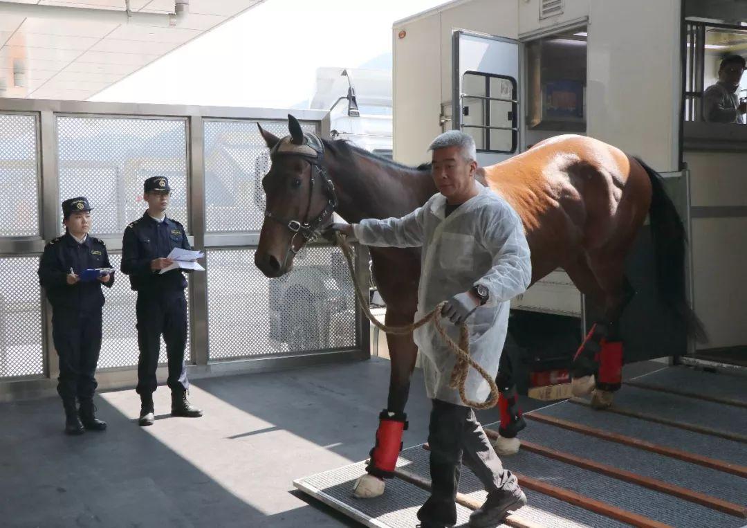 香港赛马直播视频直播下载,助你轻松把握机会,赢取大奖 香港赛马直播视频直播下载,助你轻松把握机会,赢取大奖
