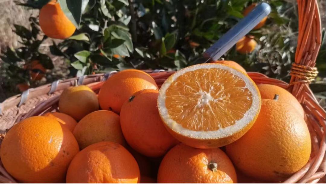 摇钱树三期预测下一期号码,全新升级体验,带你领略巅峰对决魅力