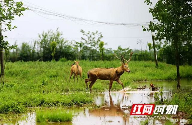 新漠门四不象精准,赢大奖,快来参与每日精彩活动
