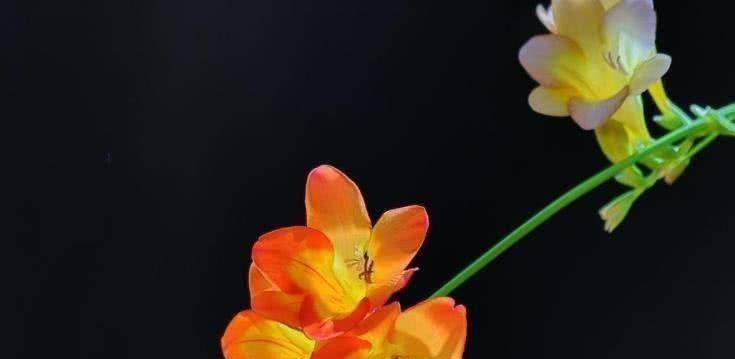 大三巴免费资料大全使用教程详解,探索生肖文化奥秘,揭秘传统智慧