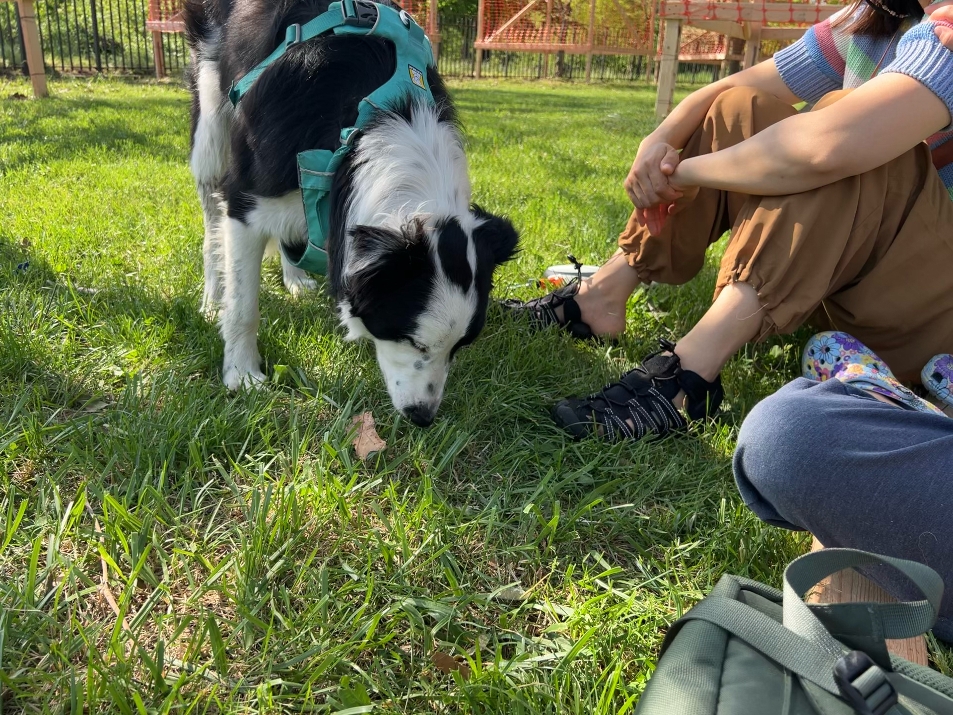 新澳门开奖记录查询大乐透结果今天新澳狗,跑狗图,最新开奖结果,免费提供精准分析