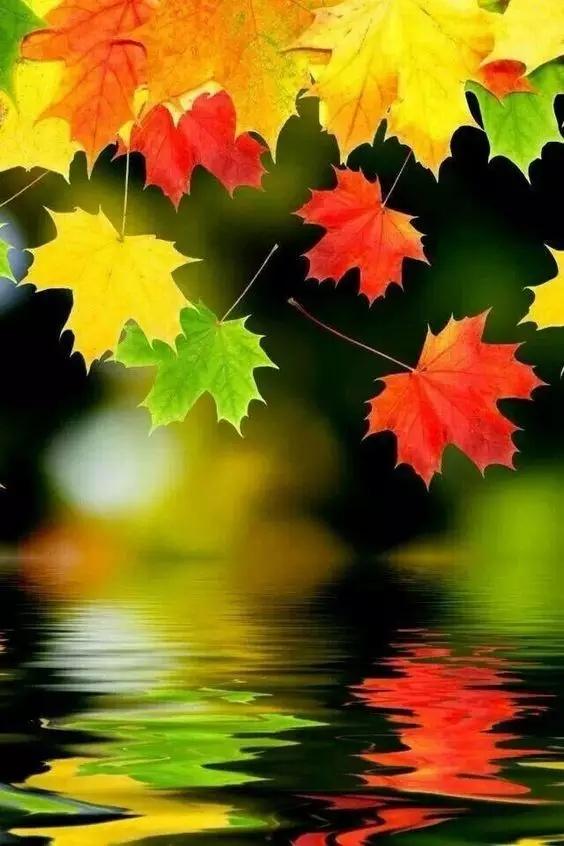 百晓生澳门彩官网网址,轻松掌握技巧,赢取丰厚奖励不是梦