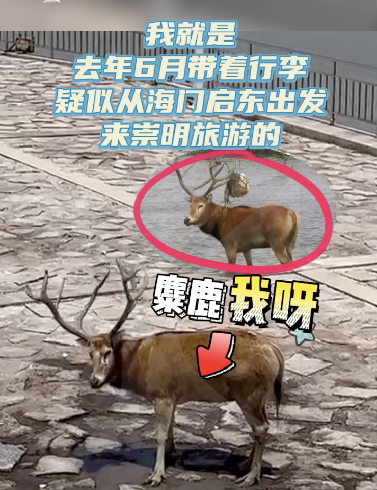 新漠门四不象精准,赢大奖,快来参与每日精彩活动