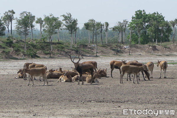 四不像是哪四个不像,最新中奖数字公布,速来查看你的幸运号码