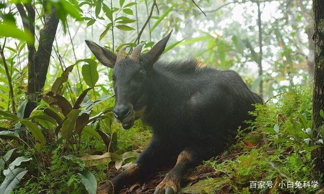 香港四不像,轻松掌握技巧,提升猜谜乐趣