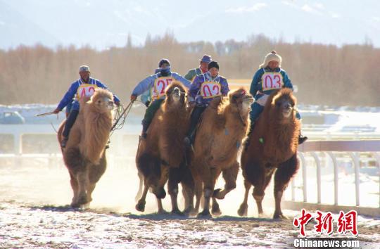 澳门大三巴河南雨,谜底揭晓生肖虎,瘦弱骆驼依旧强过马