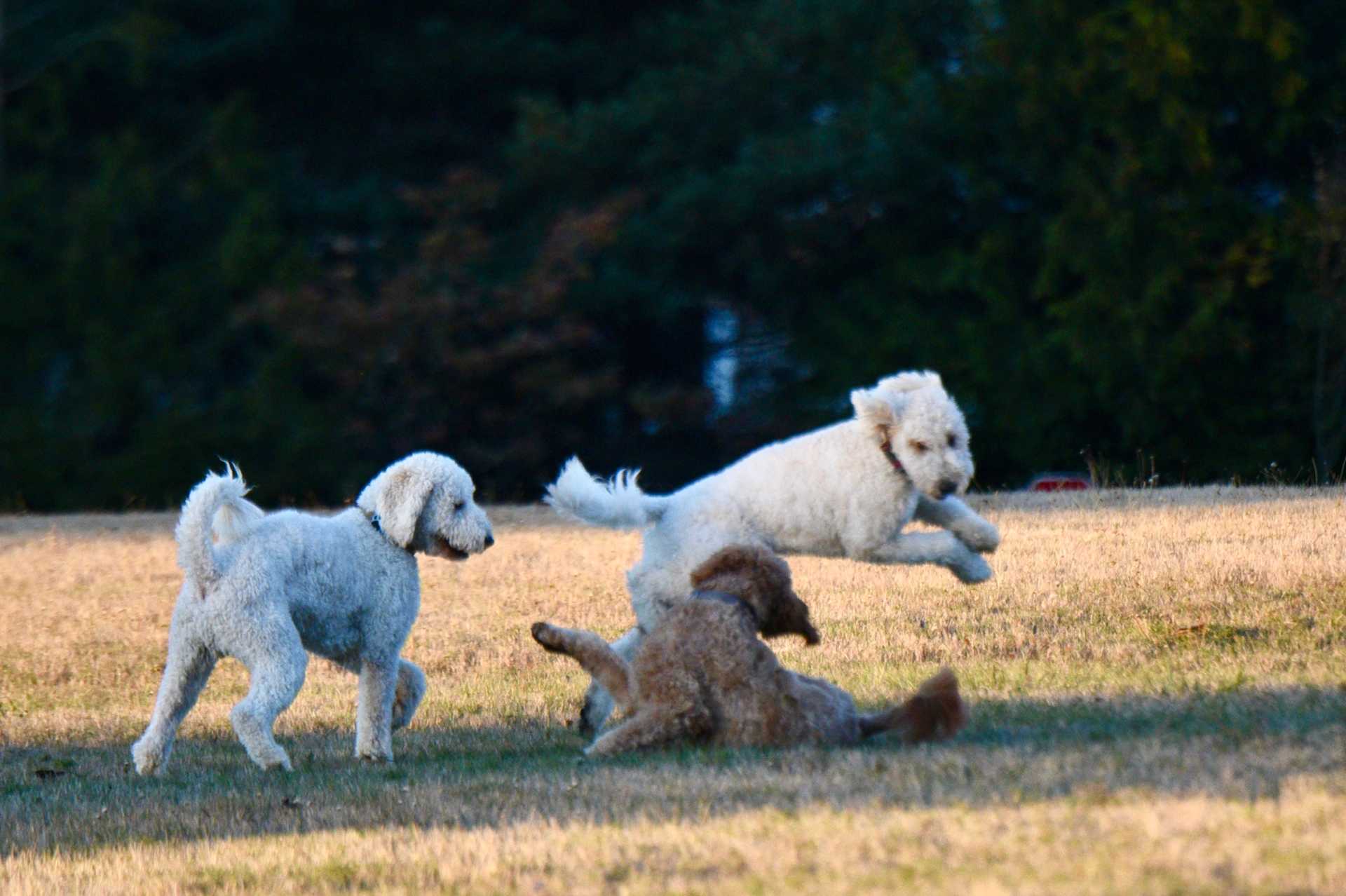 新澳门开奖记录查询大乐透结果今天新澳狗,跑狗图,最新开奖结果,免费提供精准分析