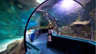 凤凰高手免费资料大全,优化使用体验,确保数据安全,提升操作效率