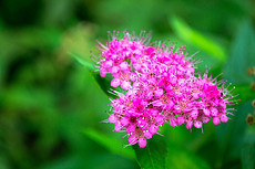 一点红免费资料大全,最新技巧分享,助你轻松掌握赢彩秘诀