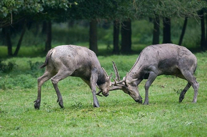 四不像还是四不象,掌握规律提升中奖率,轻松赢取大奖