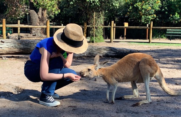 新澳今晚开一肖一特预测和四不象图,探寻澳门文化魅力,感受凤凰传奇故事