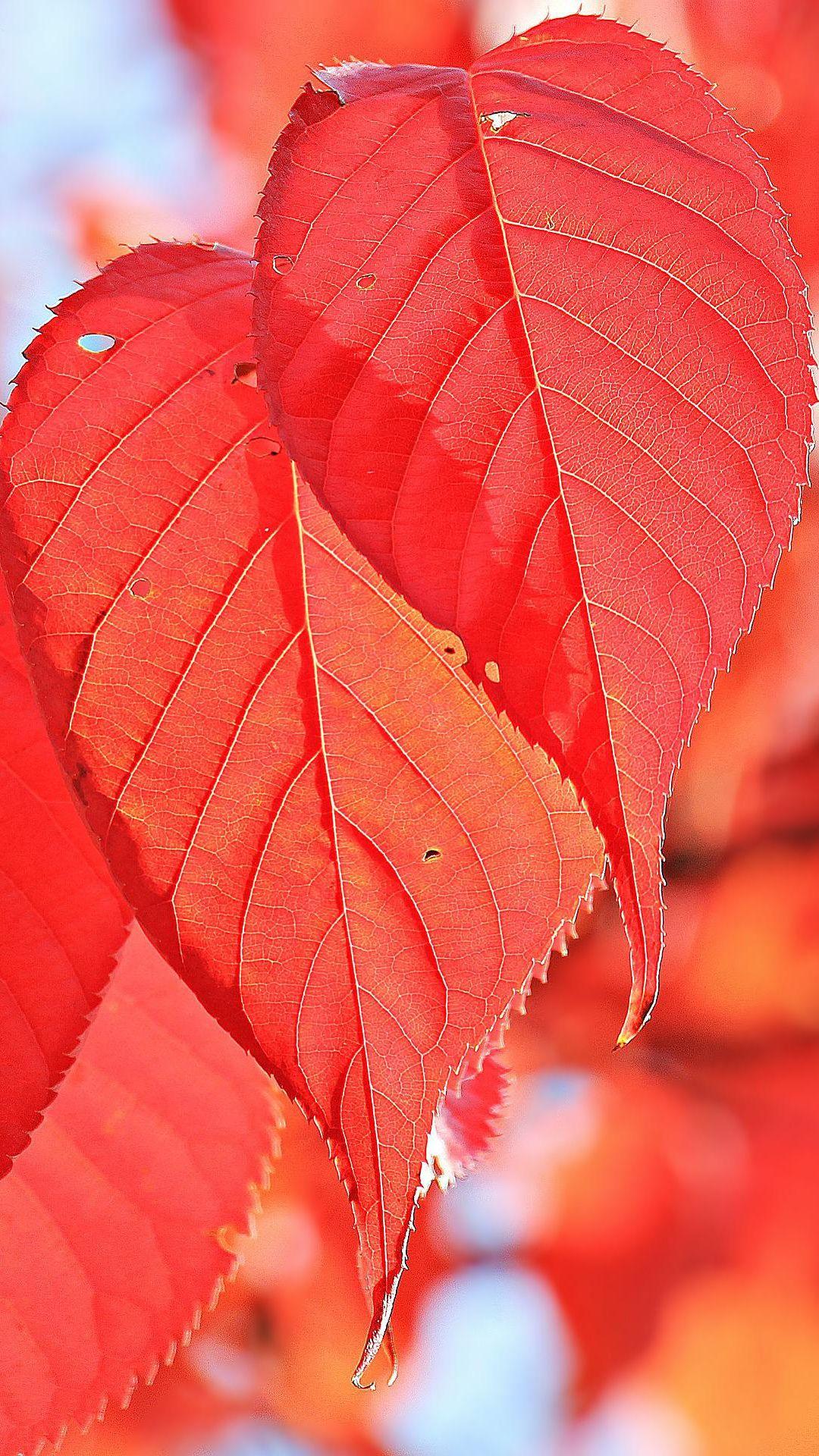 一点红免费公开大资料,精准预测分析,助您轻松掌握开奖动态