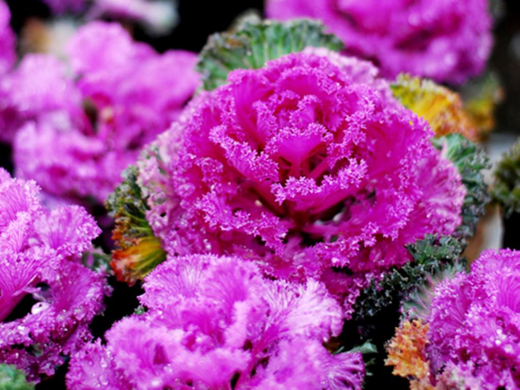 大三巴一肖一码100公交路线,掌握最新技巧,轻松赢取大奖