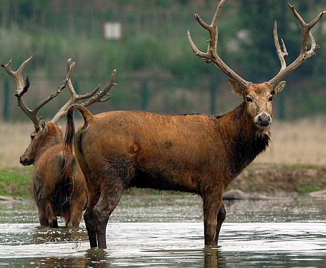 四不象图片,最新实用资源,免费获取攻略,助你玩转澳门