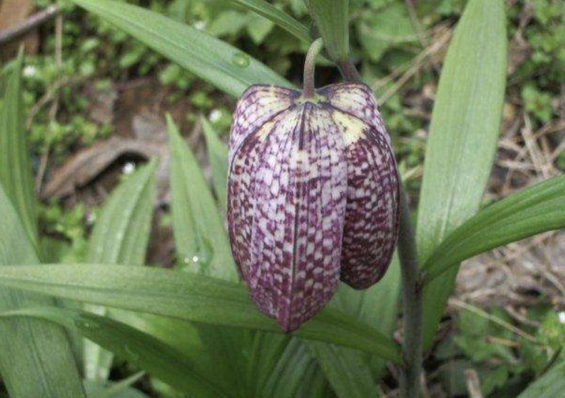 神农点特600全新资料,最新资源一网打尽,限时领取不容错过