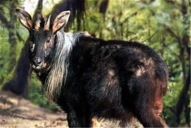 看马资料网站,探寻神秘生物传说,解开四不像称呼之谜