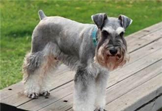 六台盒宝典资料大全吃肉菜草,探索香港谜语文化,解锁智慧乐趣