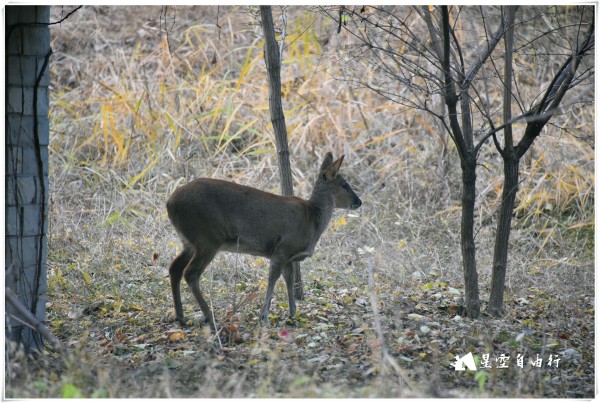 四不像是哪四个不像,精彩瞬间即将揭晓,锁定直播赢好礼