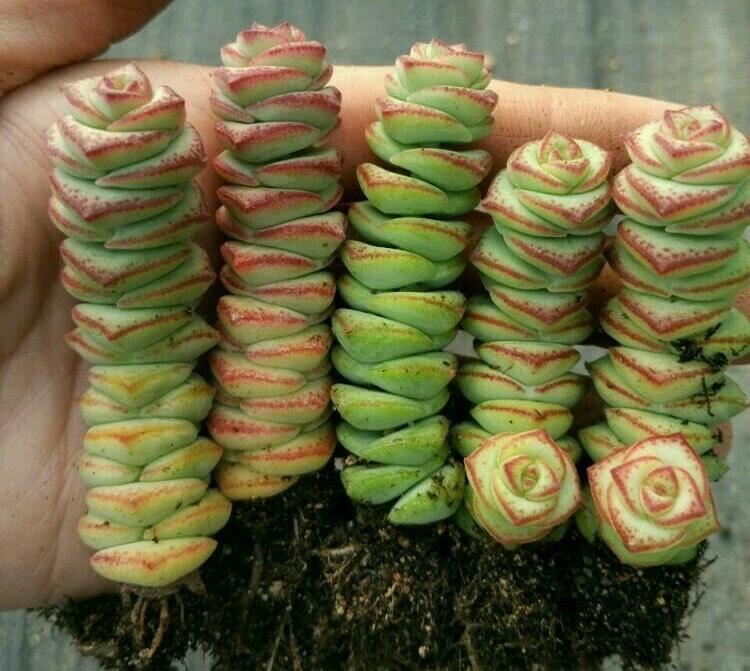 钱多多综合资料大全免费,免费下载指南,一键获取完整版