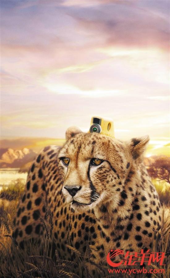 2026澳门天天免费资科大全,探索神秘动物世界,解锁智慧与乐趣 2026澳门天天免费资科大全,探索神秘动物世界,解锁智慧与乐趣