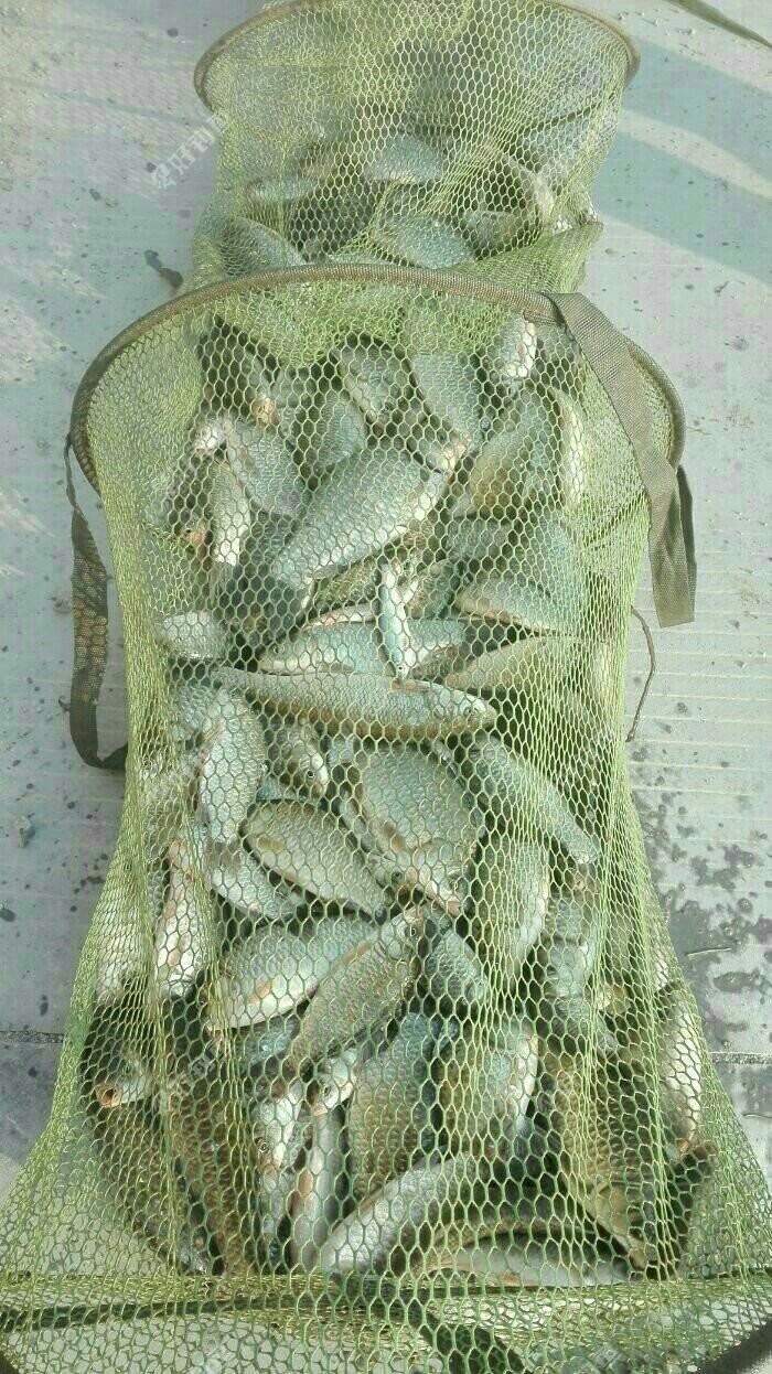 管家婆一肖一码,揭秘爆护秘诀,轻松提升渔获量 管家婆一肖一码,揭秘爆护秘诀,轻松提升渔获量