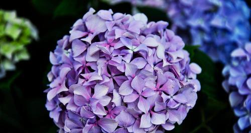 何仙姑网站,揭秘其象征意义与传说故事