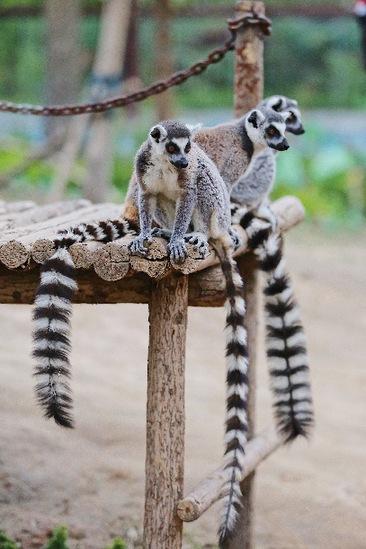 2026澳门天天免费资科大全,探索神秘动物世界,解锁智慧与乐趣 2026澳门天天免费资科大全,探索神秘动物世界,解锁智慧与乐趣