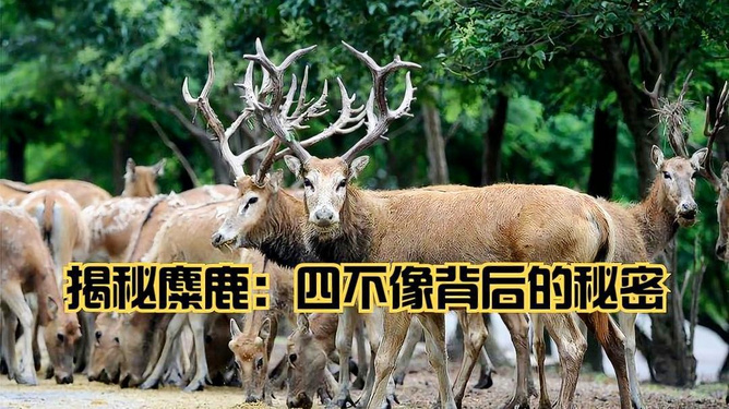 四不像还是四不象,掌握规律提升中奖率,轻松赢取大奖