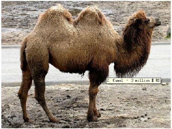 大众网官方澳门香港网,谜底揭晓生肖虎,瘦弱骆驼依旧强过马