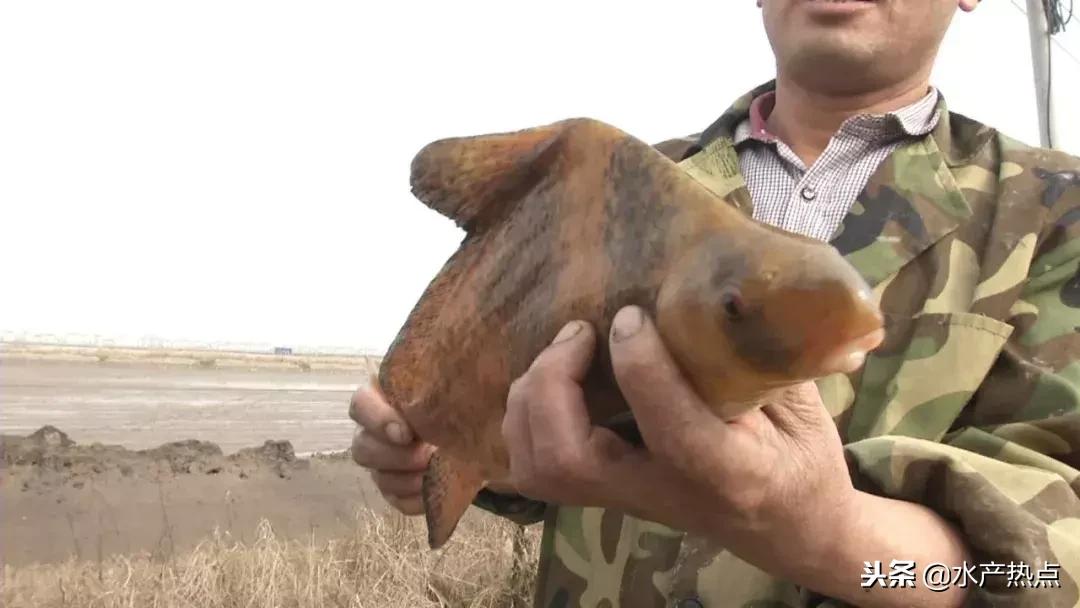 美人鱼免费资料网站,畅享惊喜大奖,体验全新游戏乐趣