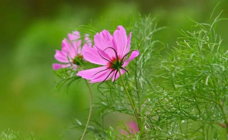 118网络随时查看资料官方网站入口,生肖运势解析,助你财运亨通好运连连