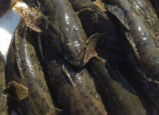 四不像最准图,探寻澳门历史,解读独特符号,感受文化魅力