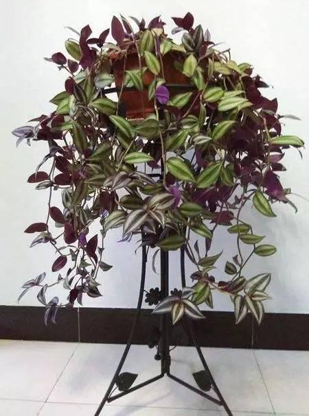 大三巴一肖一码100公交路线,掌握最新技巧,轻松赢取大奖