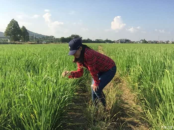 乡下大乳女做爰乡村爱情故事，激情燃烧的岁月，田野间的浪漫邂逅