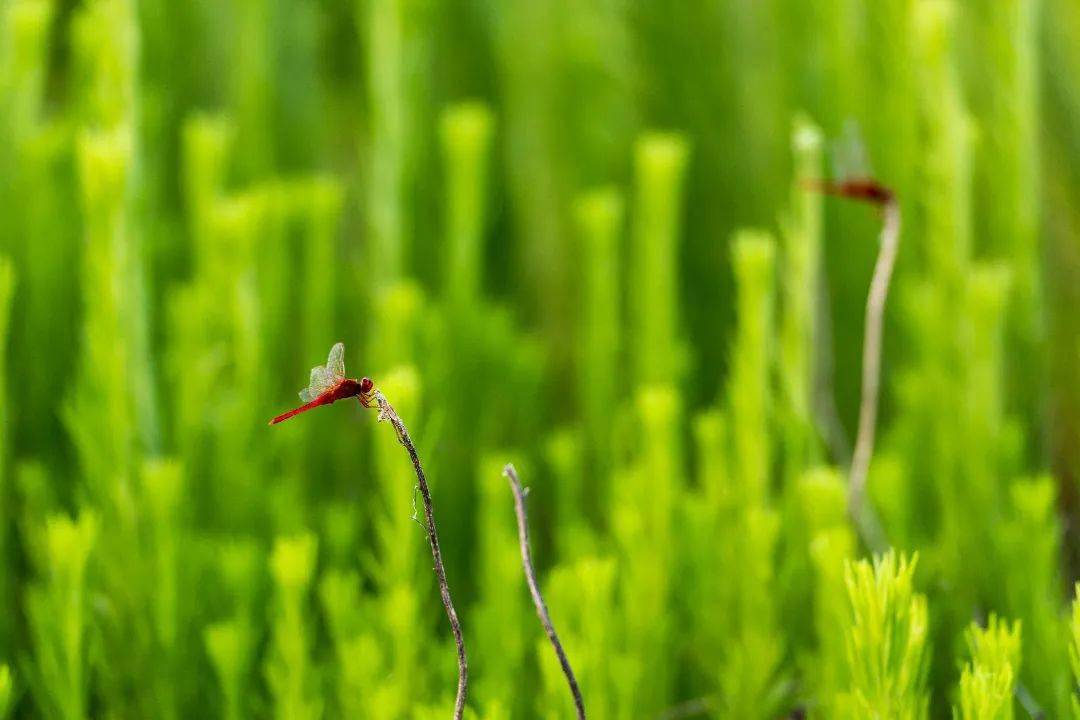 1.青青青青草春意盎然