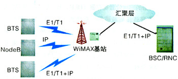 人与禽性动交行为研究及其生态影响分析，探讨共存模式，关注健康风险